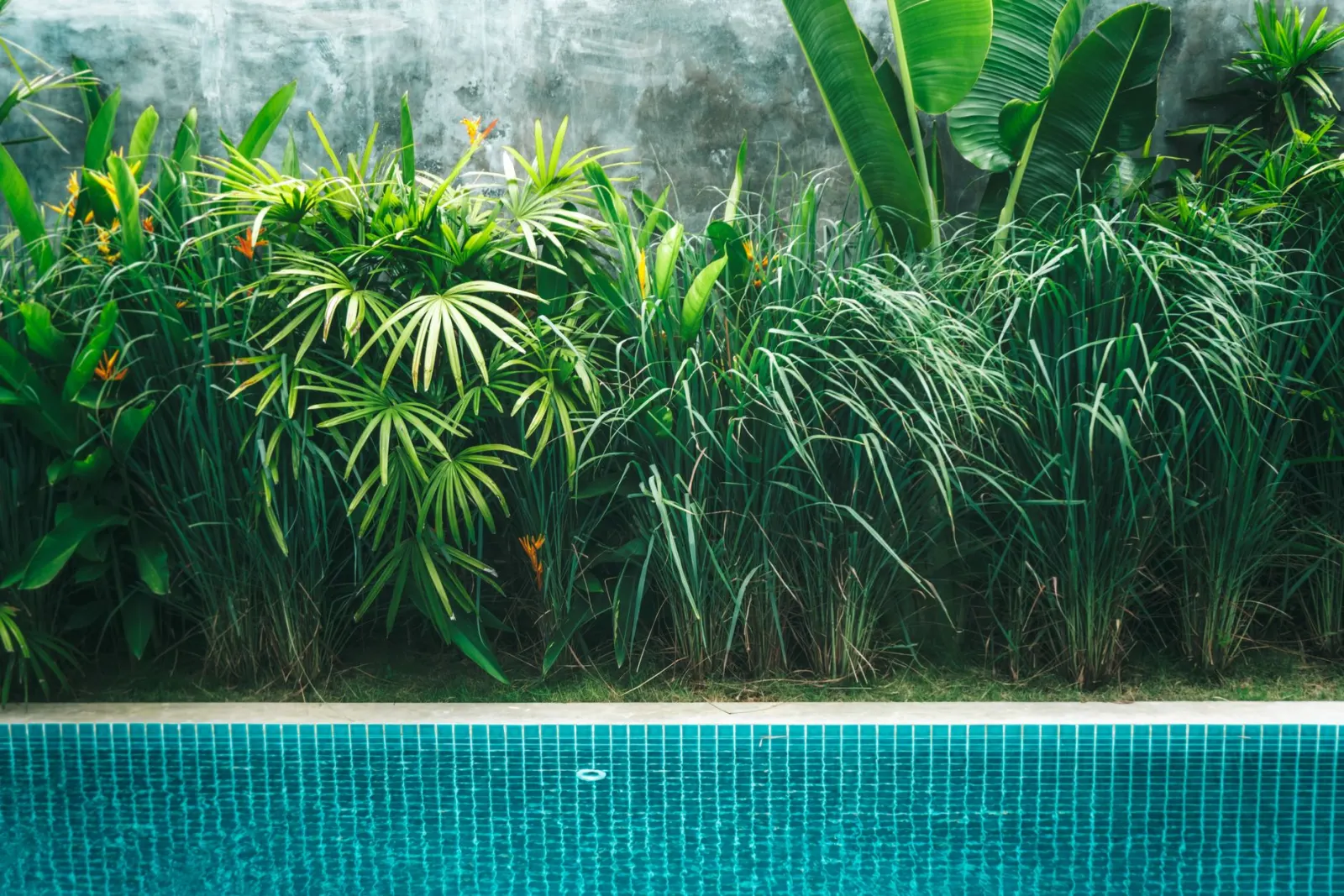 Piscina cercada por jardim tropical